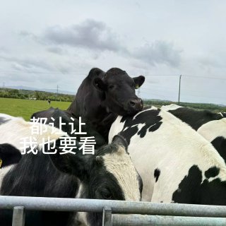 在格拉看到的牛牛合集...