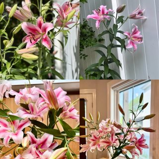 今日小確幸｜家裡的香水百合大豐收💖🌸...