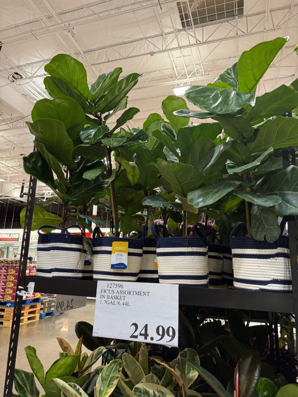 Costco ｜ 琴叶榕