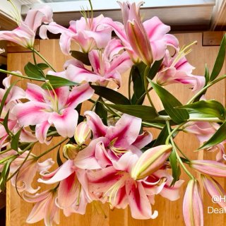 今日小確幸｜家裡的香水百合大豐收💖🌸...