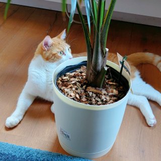 Costco捡漏🌴16.99刀搬回一片