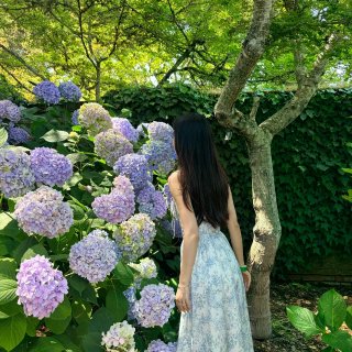 湾区一定不要错过这片绣球花园...