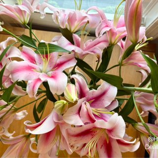 今日小確幸｜家裡的香水百合大豐收💖🌸...