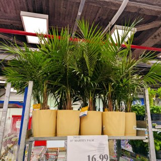 Costco捡漏🌴16.99刀搬回一片