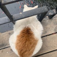 mie家小芷