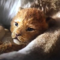 一枚猫饼