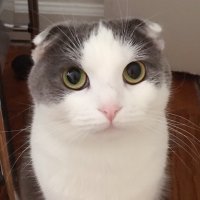 zhumiao