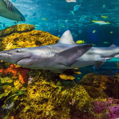 Ripley s Aquarium of Canada 门票