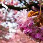 一年一度樱花季到啦！🌸巴黎附近热门赏樱地/花期动态/交通等