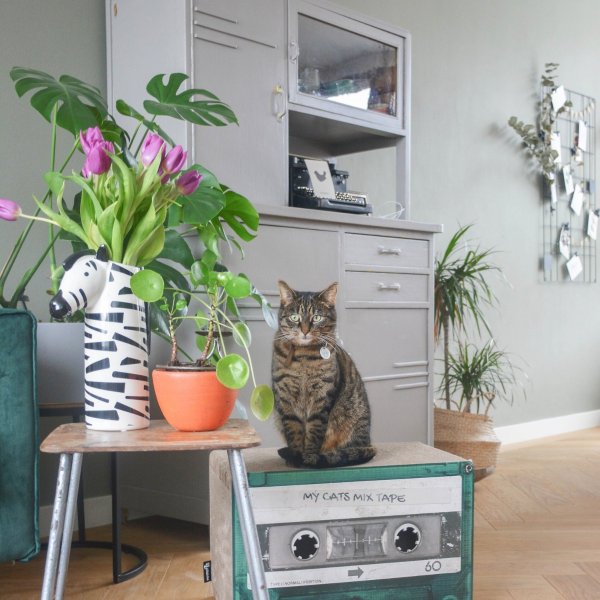Mix Tape Cardboard Large Cat Scratcher Toy, Emerald - Chewy.com