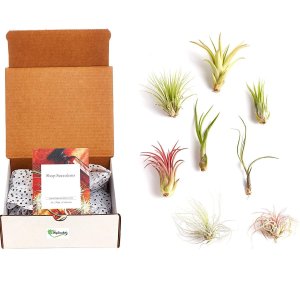 Shop Succulents Assorted Collection Purifying Live Indoor Air Plants, 8-Pack