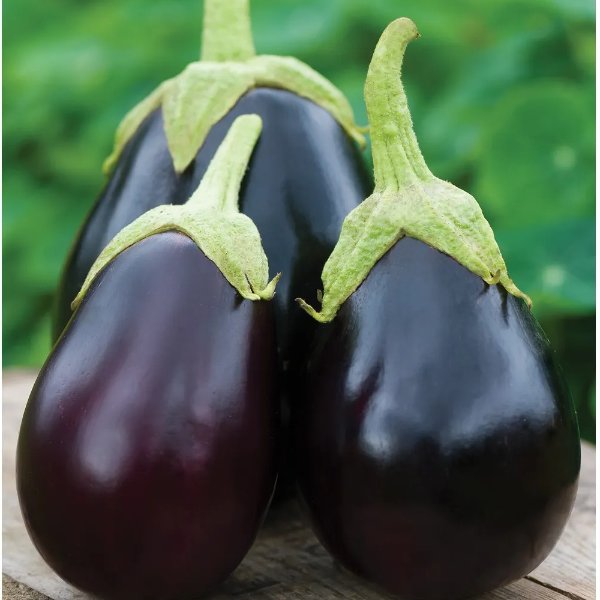 Eggplant, Early Midnight Hybrid