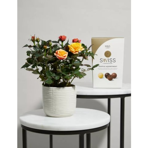 玫瑰盆栽+陶瓷花盆+瑞士巧克力 套装