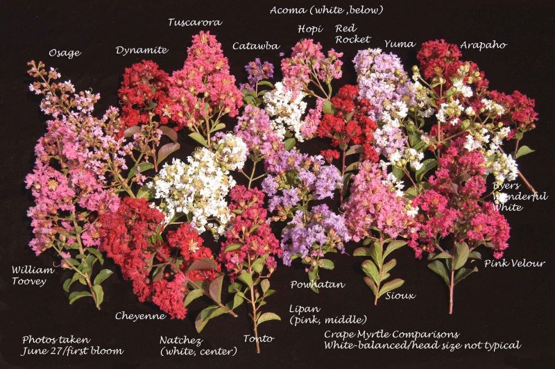 Composite-of-crape-myrtles-just-to-show-wide-diversity-of-colors-scaled