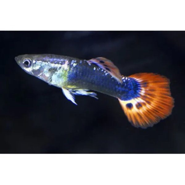 Assorted Male Fancy Guppies for Sale: Order Online | Petco