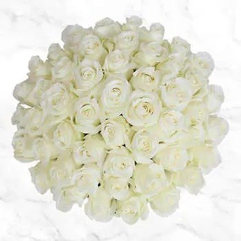 Pre-Order Valentine's Day 50 Stem White Roses