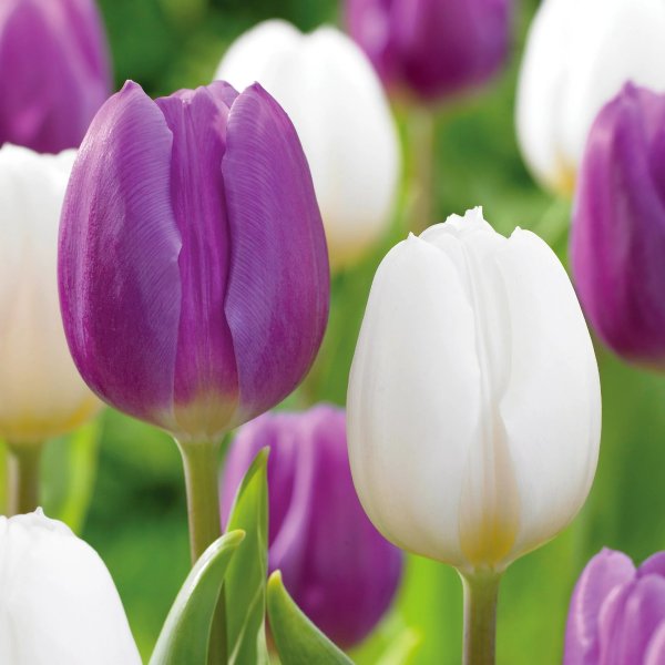Miracle-Gro Purple and White Mixed Tulip Flower Bulbs, 12/+ cm, Fall Planting (Bag of 25)