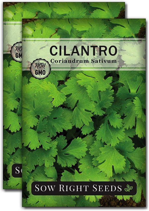 Right Seeds - Cilantro Seed - Non-GMO Heirloom Seeds with Full Instructions for Planting an Easy to Grow herb Garden, Indoor or Outdoor; Great Gift (2 Packets)