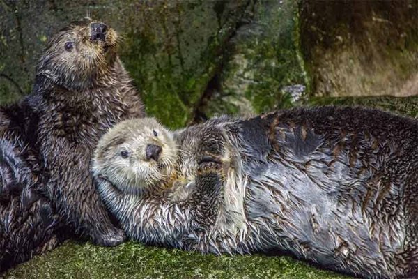 shedd-gallery-otters.jpg
