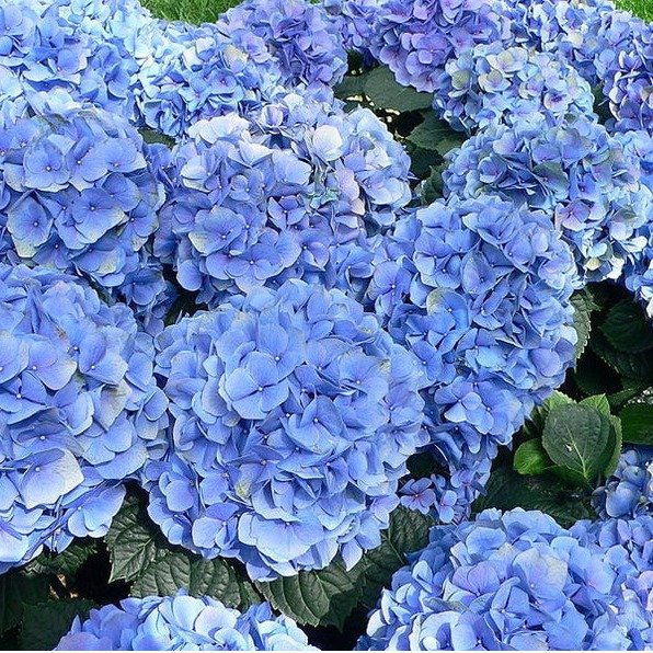 Nikko blue hydrangea | Etsy