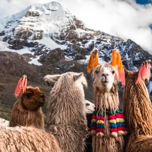 Peru & Machu Picchu w/Air: Lowest Price This Year