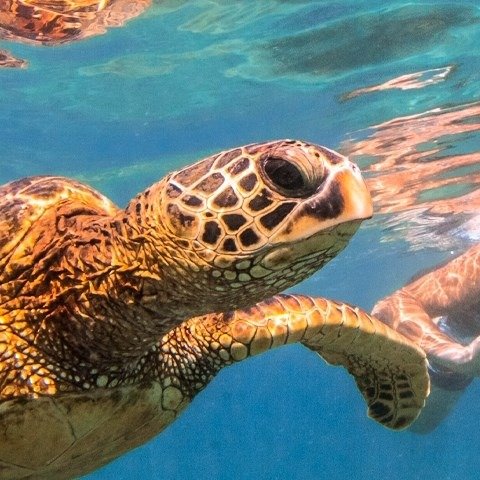 $90 & up – Turtle Canyon: Oahu Snorkel Cruise