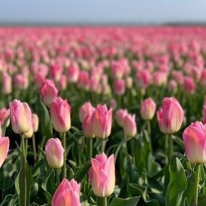 英国郁金香花节 - 赏花时间+打卡攻略丨汉普顿宫、城堡花海