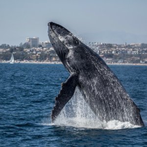 Groupon 出海观鲸鱼之旅促销，加州、西雅图、纽约多地可选