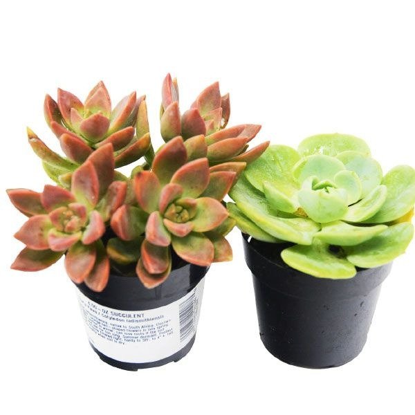 Potted Succulent Set – 2-Pack from Apollo Box