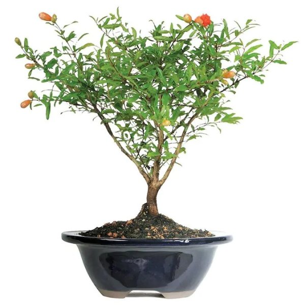 Brussel's Bonsai 7-in Orange Dwarf Pomegranate in Clay Planter (Dt0609pg) Lowes.com