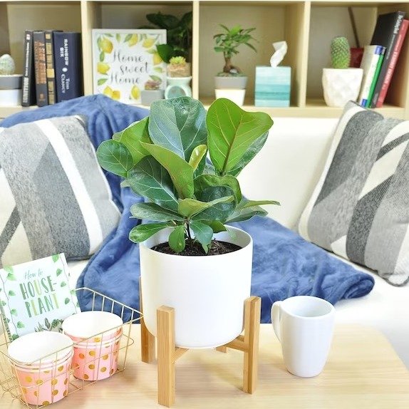 Costa Farms Fiddle Leaf Fig House Plant in 1-Pack Planter