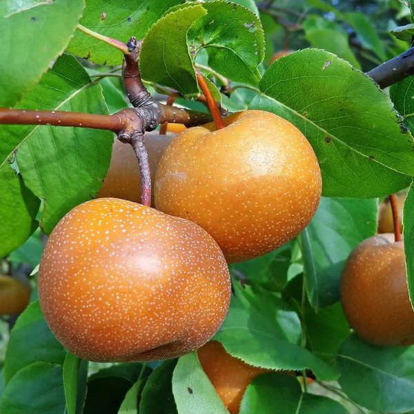 Dwarf Chojuro Asian Pear Tree Bare Root