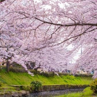 Eastern Cities with Sakura and Falls Tour