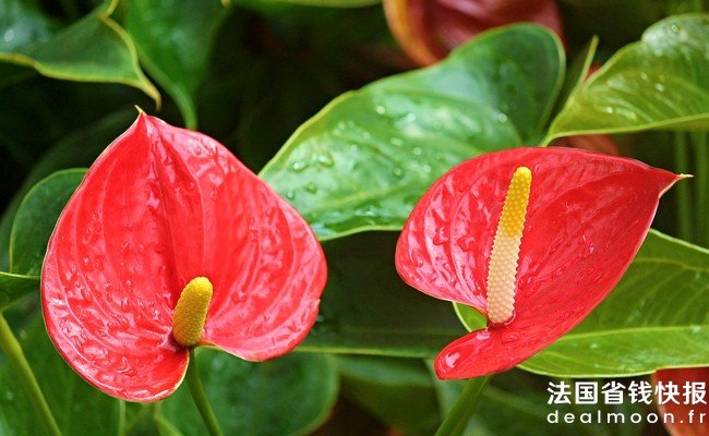 anthurium-053939