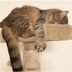 Amazon Cat Tree Furniture Collection