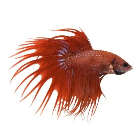 Red Male Crowntail Betta | Petco