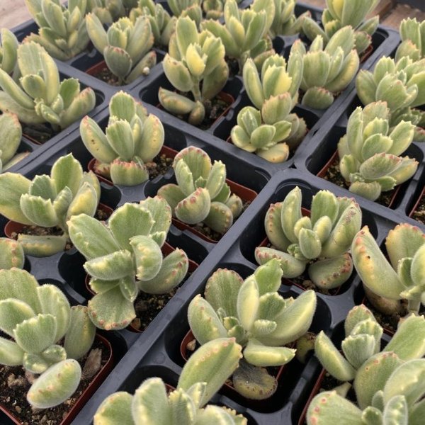 2 Succulent Variegated Bear Paws | Etsy
