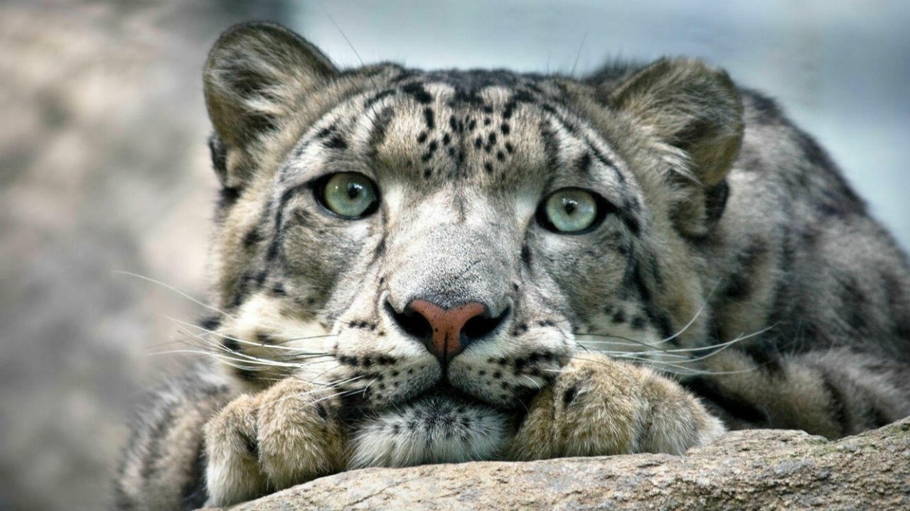 内布拉斯加州动物园三只雪豹死于COVID-19并发症