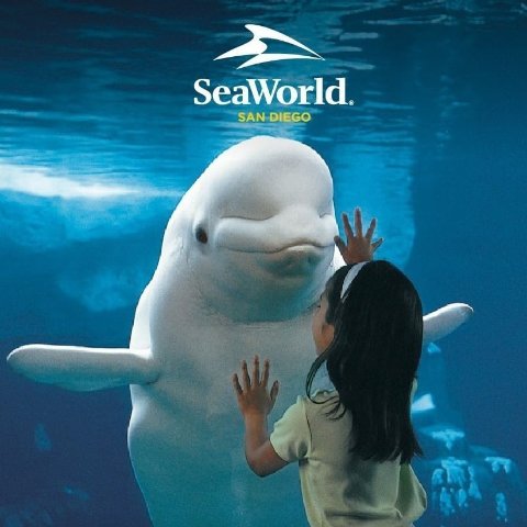 单日票5折起SeaWorld 60周年庆大促