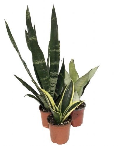 Snake Plant Collection-3 Different Plants in 4" Pots - Hygge Plant - Sansevieria