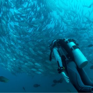 Try Scuba Diving In Honolulu With Free Video