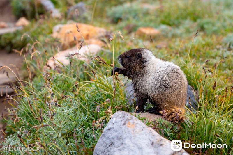 marmot.jpg