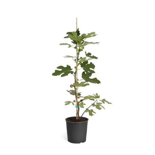 Brighter Blooms 2-Gallon Chicago Hardy Fig Tree Fruit in Pot (With Soil) Lowes.com