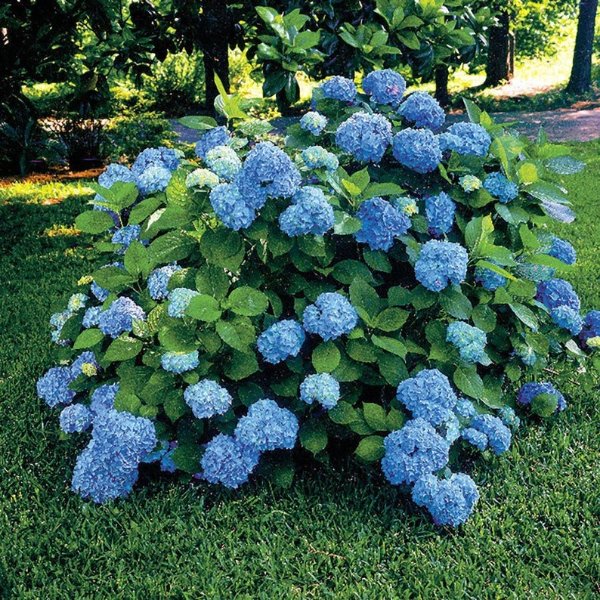 Nikko Blue Mophead Hydrangea 6-10 in a 3 pot | Etsy