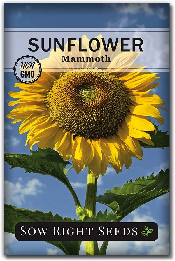 Right Seeds - Mammoth Sunflower Seeds to Plant and Grow Giant Sunflowers in Your Garden.; Non-GMO Heirloom Seeds; Full Instructions for Planting; Wonderful Gardening Gifts (1).