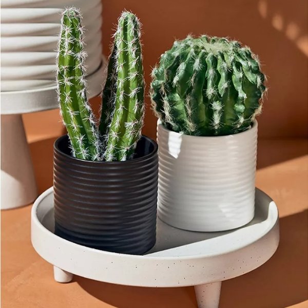 7.5&#34; x 4&#34; Faux Cactus Plant in Ribbed Ceramic Pot White - Hilton Carter for Target