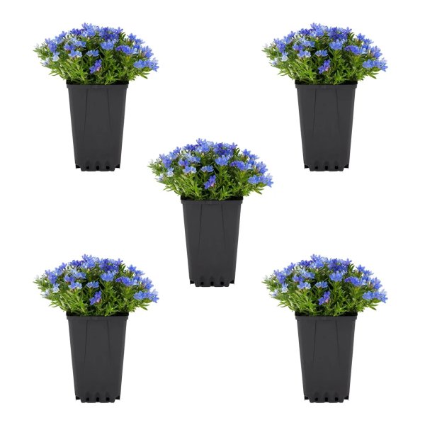 4" Blue Lithodora Live Plants (5 Count) with Grower Pot
