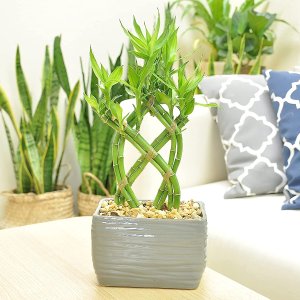 Costa Farms Lucky Bamboo Live Indoor Tabletop Plant