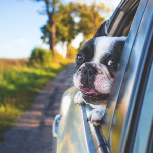 Petco 精选宠物汽车用品热卖 狗子坐车更安全