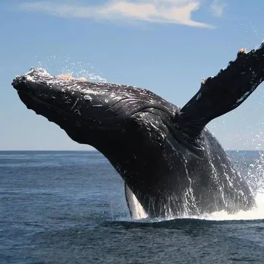 Whale-Watching Trips from Miss Belmar Whale Watching on Jersey Shore (Up to 32% Off).